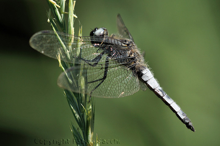 Libellula fulva